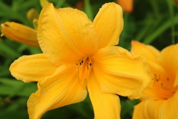 Fototapeta premium 風景 夏 花 ニッコウキスゲ 公園 茨城
