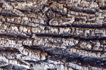 old wood texture background