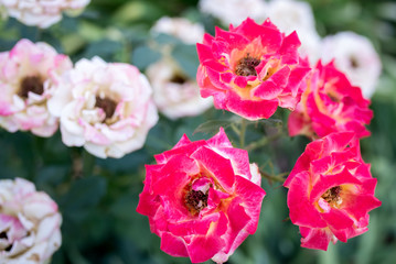 pink flowers in the garden