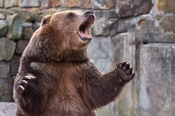 Fotobehang Beer Brown grizzly bear. widely open mouth.  © Вячеслав