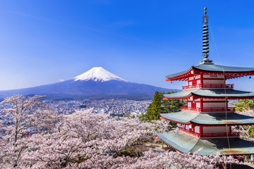新倉山浅間公園 満開の桜と富士山