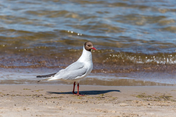 Black Headed Seagull on a Baltic Sea Beach on a Sunny Day