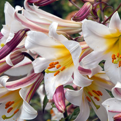 two colored lily © kristina rütten