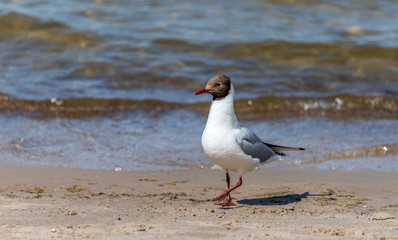 Black Headed Seagull on a Baltic Sea Beach on a Sunny Day