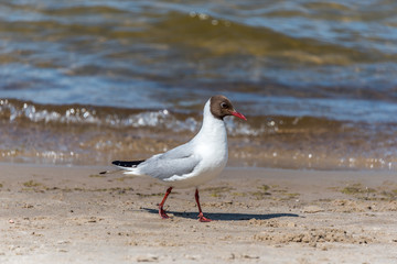 Black Headed Seagull on a Baltic Sea Beach on a Sunny Day