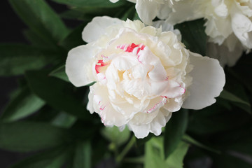 White peonies on dark background. Wedding, gift card, valentine's day or mothers day background.