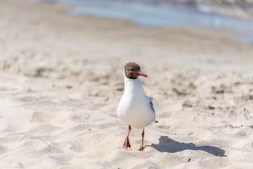 Black Headed Seagull on a Baltic Sea Beach on a Sunny Day