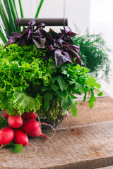 Fresh herbs from garden in the basket on wooden rustic background