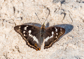 Fototapeta na wymiar Closeup of a Butterfly on a Sandy Beach on the Baltic Sea
