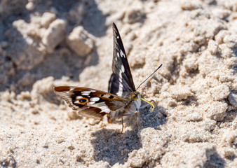 Closeup of a Butterfly on a Sandy Beach on the Baltic Sea