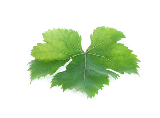 leaf grape