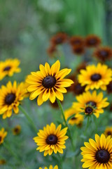 blooming flowers for summer discounts in the home garden.