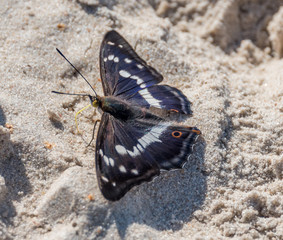 Closeup of a Butterfly on a Sandy Beach on the Baltic Sea