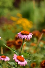 blooming flowers for summer discounts in the home garden.