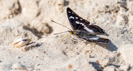 Closeup of a Butterfly on a Sandy Beach on the Baltic Sea