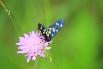 butterfly on a pink flower