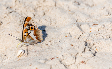 Closeup of a Butterfly on a Sandy Beach on the Baltic Sea
