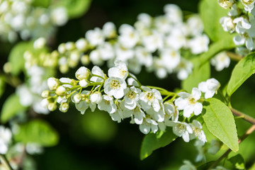 Closeup shot of white flowers on a tree branch
