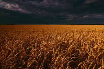 wheat field ready for harvest