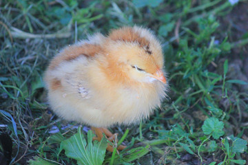 small chick in the meadow of the farm
