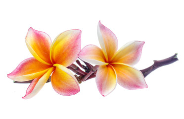 Frangipani, Pumeria, Frangipanni, isolated on white background