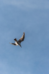Seagull Flying in a Partly Cloudy Sunny Blue Sky