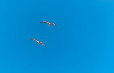 Seagull Flying in a Partly Cloudy Sunny Blue Sky