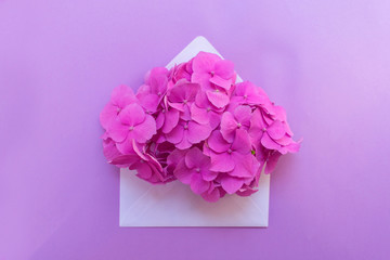 Opened envelope with pink hydrangea flower on a gentle lilac background. Layout for postcards. Copy space.