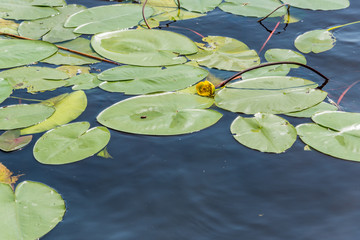 Yellow Water Lily and Lily Pads on a Pond in Summer