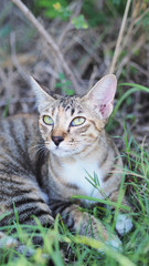 close up and selective focus brown cat lying on the garden background