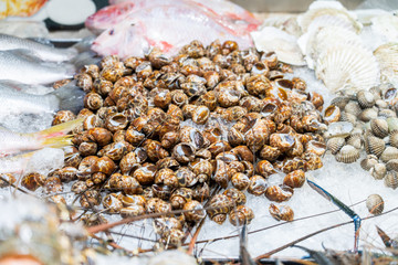 Fresh Areola Babylon snails in seafood on ice buffet bar
