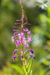 Purple Wildflowers on a Sunny Summer Day