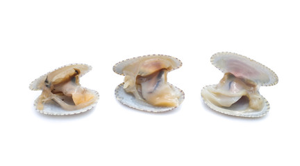 Clams in a white background