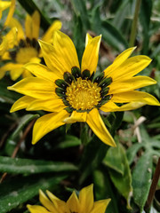 Yellow flower