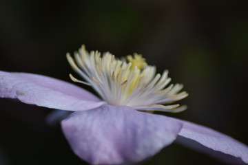 Blühende Clematis im Frühjahr