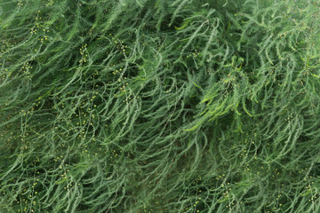 asparagus is decorative