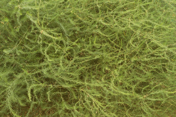 asparagus is decorative