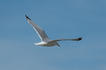close up of a flying seagull against a blue sky with many details of wings and feathers