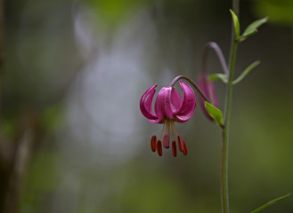 Turk's cap lily (Lilium martagon), also a lily of golden beetles, blooming in shadows