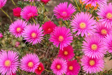 Fototapeta premium Colorful flowers telling about srping and sunny days