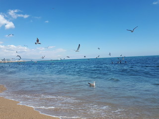 seagulls on the beach