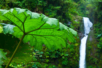 Giant Rhubarb, La Paz Waterfall, La Paz River, The Highlands, Sarapiqui Region, Costa Rica, Central...