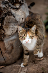 Funny homeless gray cat.