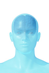 Brain, Human Head, 3D Wireframe