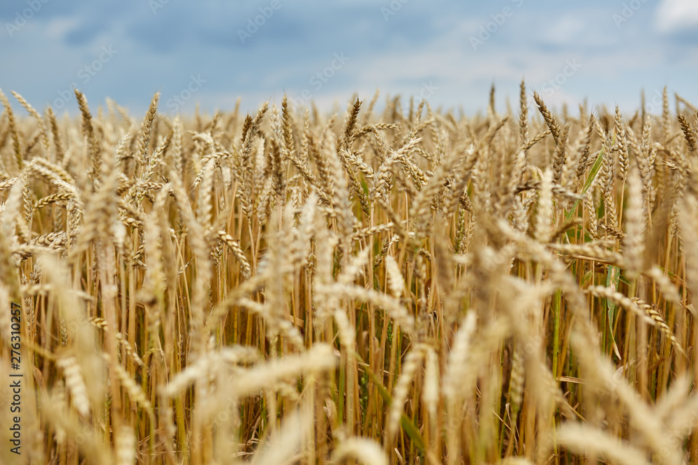 Wall mural ripe wheat closeup