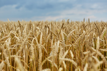 Ripe wheat closeup