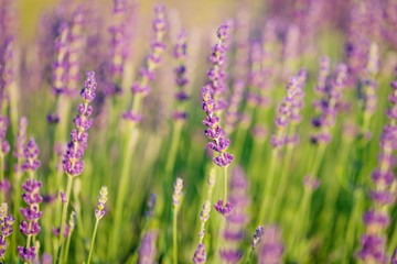 Soft focus of violet purple lavender flower, summer time