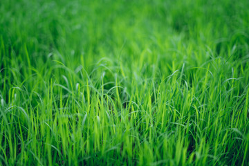 Paddy rice in the field Seedlings for planting