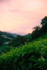 Tea Fields in the Cameron Highlands.