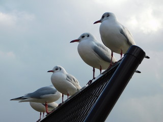 フェンスに留まるユリカモメ